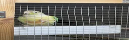 Conures birds for sale: Breeding pair - Advert 7