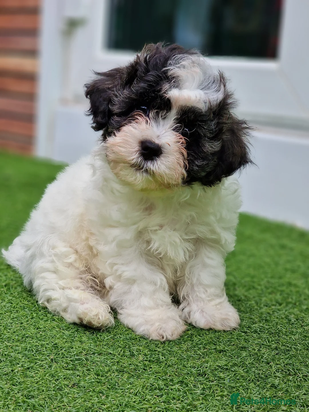Mixed Breed dogs for sale: Malshipoo - Advert 2