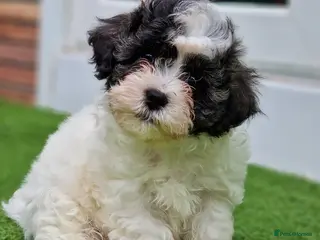 Mixed Breed dogs Malshipoo - Advert 2