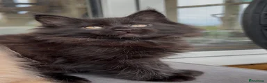 Maine Coon Kitten 7