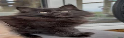 Maine Coon cats for sale: Beautiful GCCF reg Maine coon kittens for sale  - Advert 13