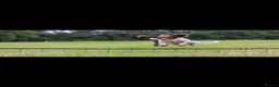 English Springer Spaniel dogs for sale: English Springer spaniel  in Carmarthen - Advert 4