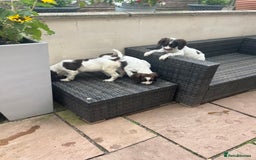 English Springer Spaniel dogs for sale: Superb DNA KC Champion Bred Working Springer Pups - Image 32