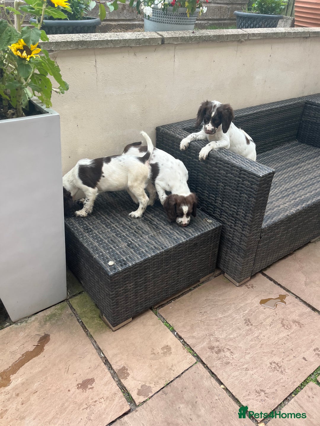 English Springer Spaniel dogs for sale: Superb DNA KC Champion Bred Working Springer Pups - Image 32