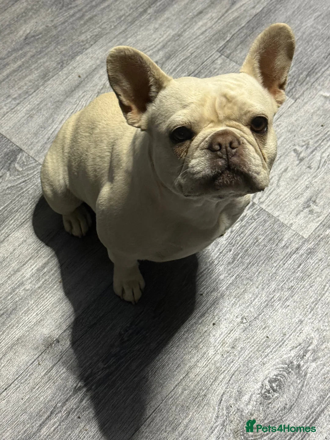 French Bulldog dogs for adoption: Gorgeous platinum female French bulldog in Sutton-in-Ashfield - Advert 2