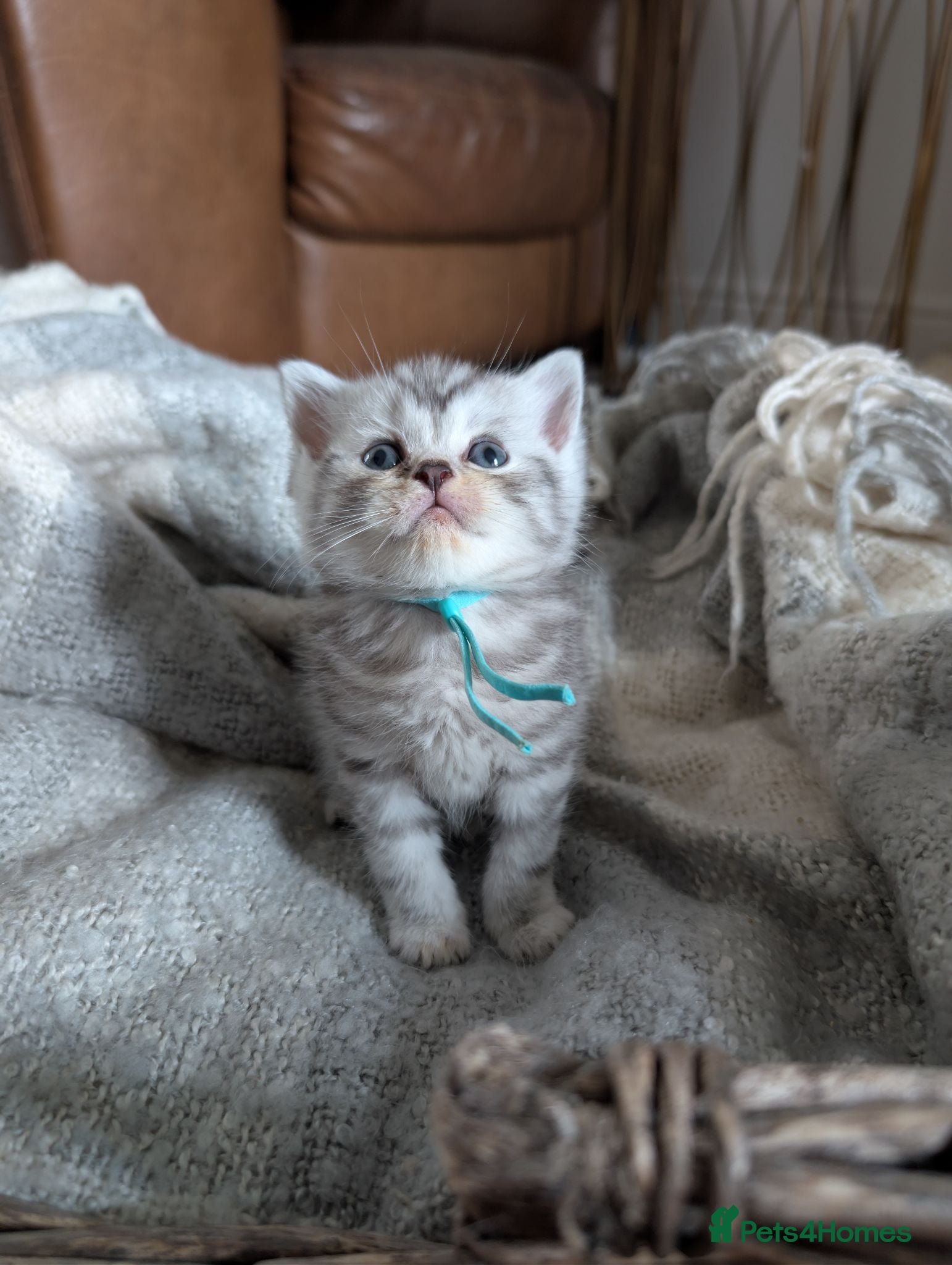 British Shorthair cats Full British shorthairs  - Advert 2