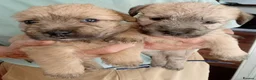 Glen of Imaal Terrier dogs for sale: Glen of Imaal puppies! - Advert 2