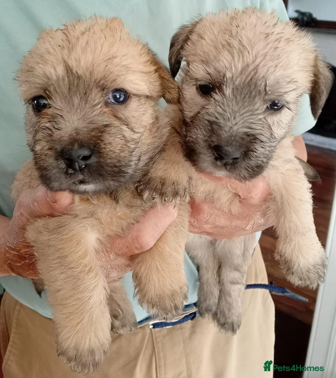 Glen of Imaal Terrier dogs for sale: Glen of Imaal puppies! - Advert 2