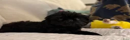 Shih Tzu dogs for sale: AMERICAN IMPERIAL SHIH TZU GIRL - Advert 9