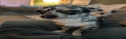 Chihuahua dogs for sale: Loving Home Needed for our blue eyed boy - Advert 5
