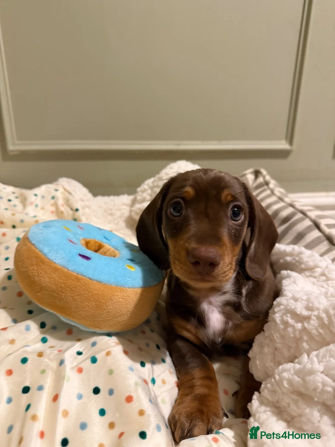 Miniature Dachshund dogs for sale: Beautiful Miniature Dachshund Puppy in Gloucester - Advert 5