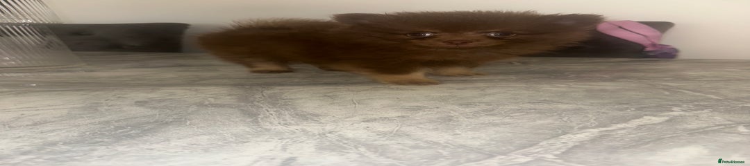 Pomeranian Puppy 1