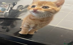 Mixed Breed cats for sale: 2 beautiful girl kittens looking for forever homes - Image 6