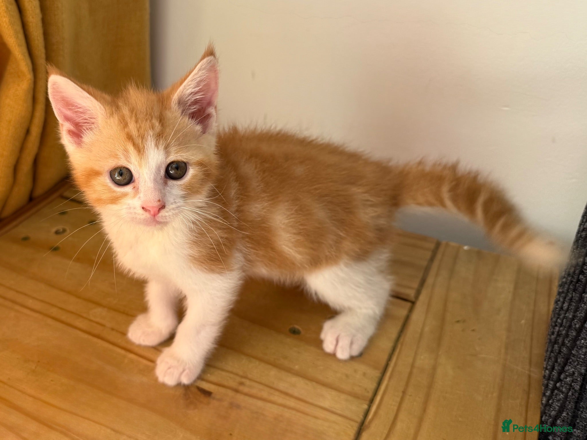 Mixed Breed cats Last beautiful ginger boy left  - Advert 12