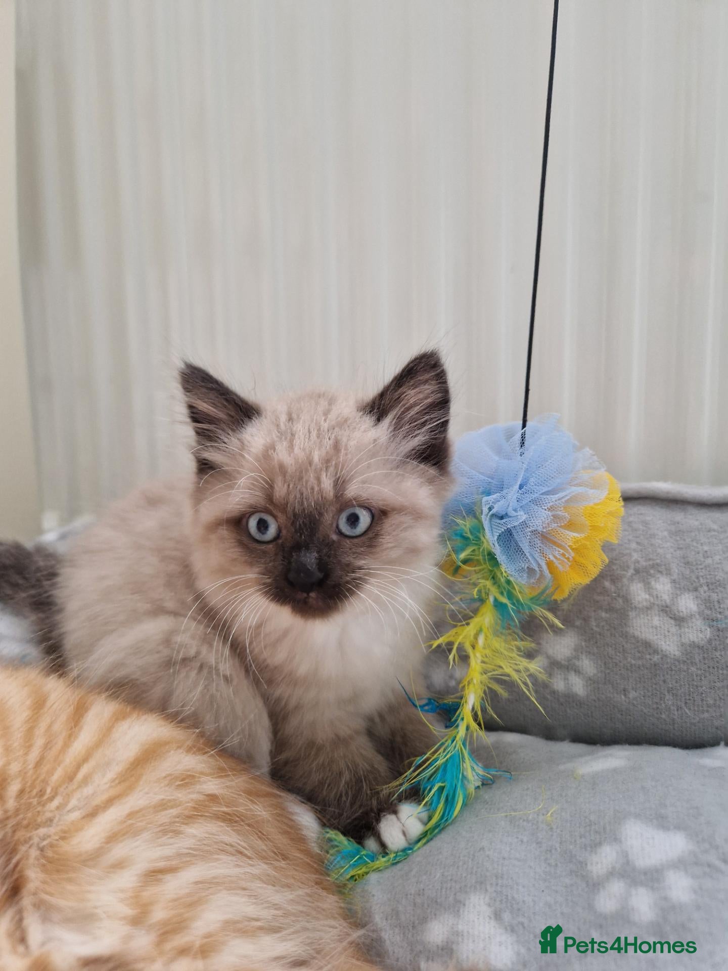 Mixed Breed cats Kitten - Advert 6