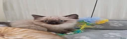 Mixed Breed cats for sale: Kitten - Advert 1