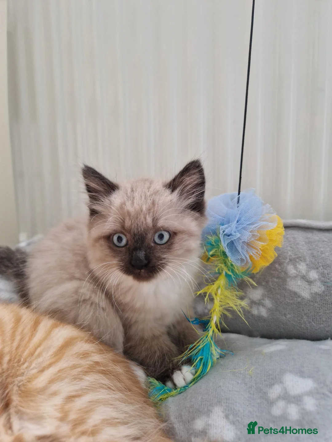 Mixed Breed cats for sale: Kitten - Advert 1