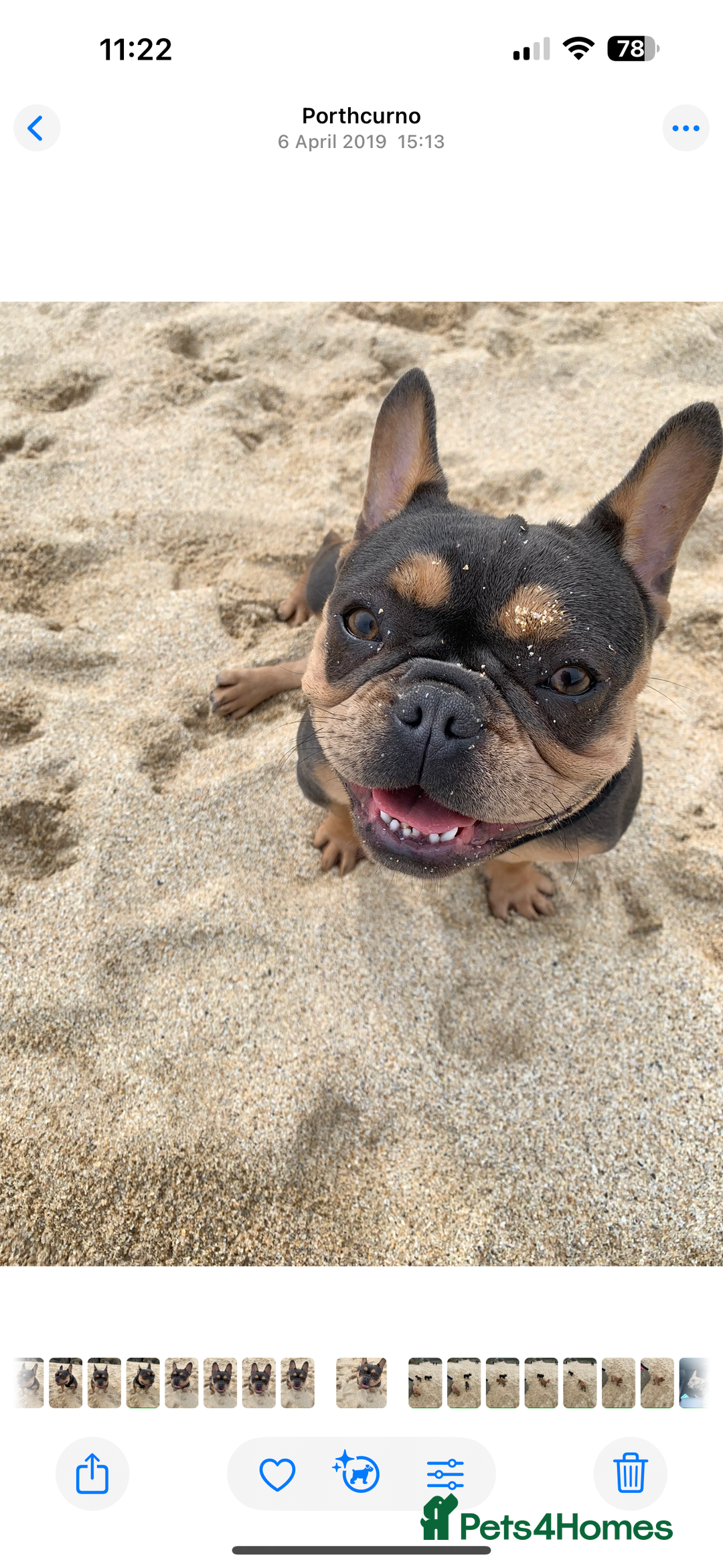 French Bulldog dogs for sale: Mother and daughter to be homed separately  - Image 3