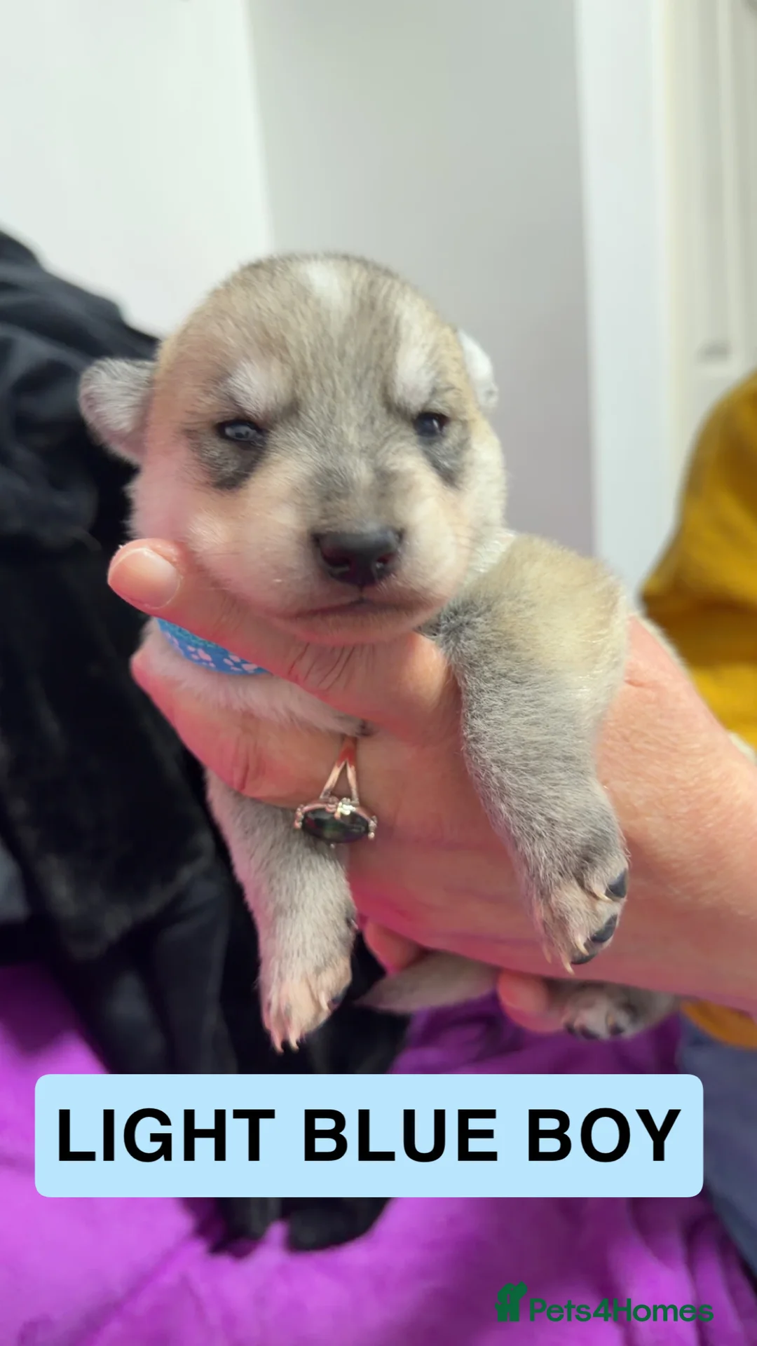 Shepsky dogs for sale: German Shepherd cross Husky Puppies - Advert 8