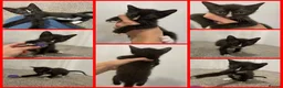 Sphynx cats for sale: LAST FEMALE fluffy half Sphynx kitten - Ready Now  - Advert 32
