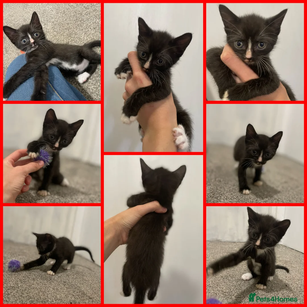 Sphynx cats for sale: LAST FEMALE fluffy half Sphynx kitten - Ready Now  - Advert 32