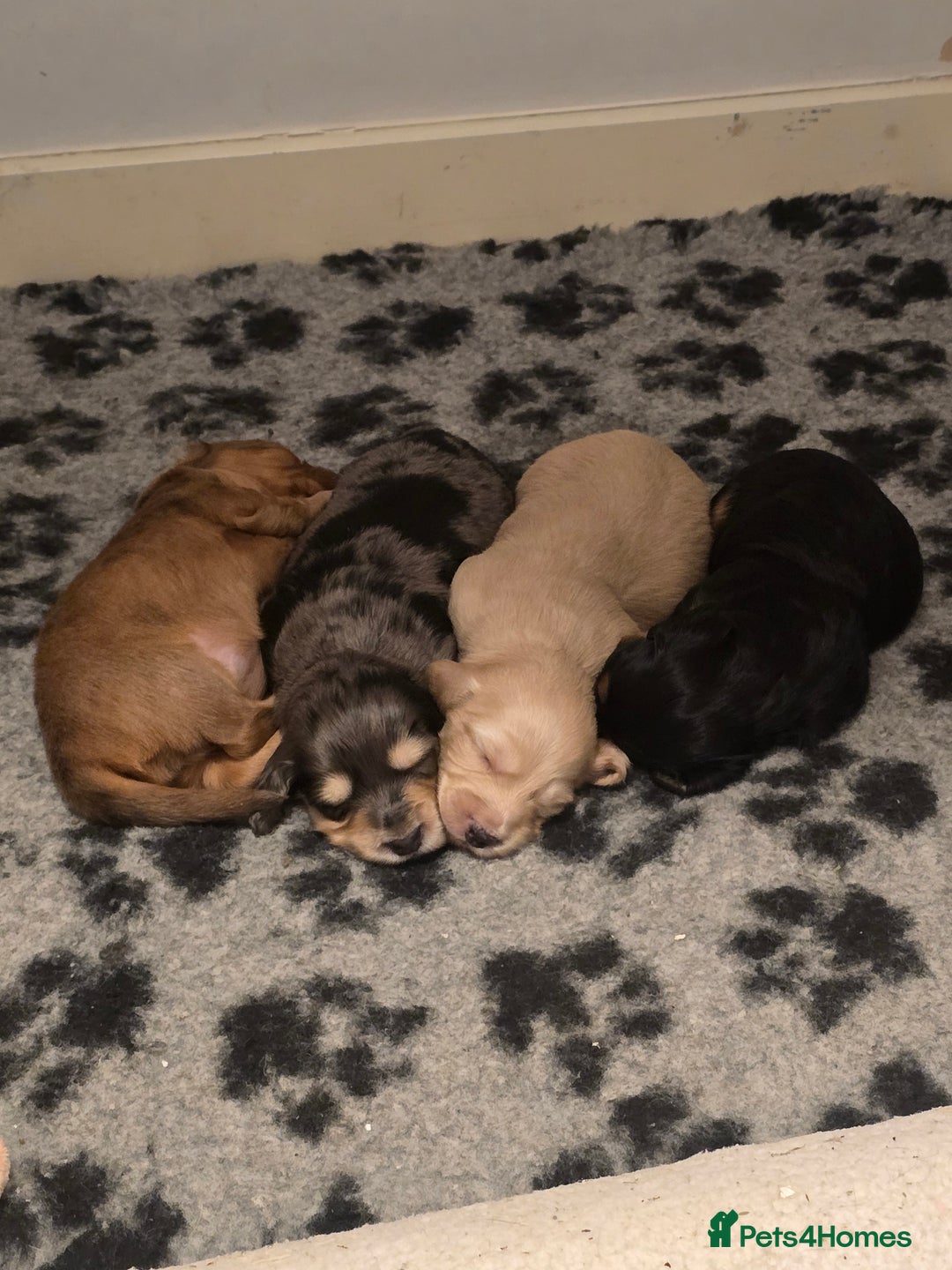 Miniature Dachshund dogs for sale: Miniature Long-Haired Dachshund - Advert 20