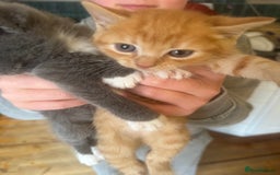 Mixed Breed cats for sale: Stunning litter of 4 - Image 10