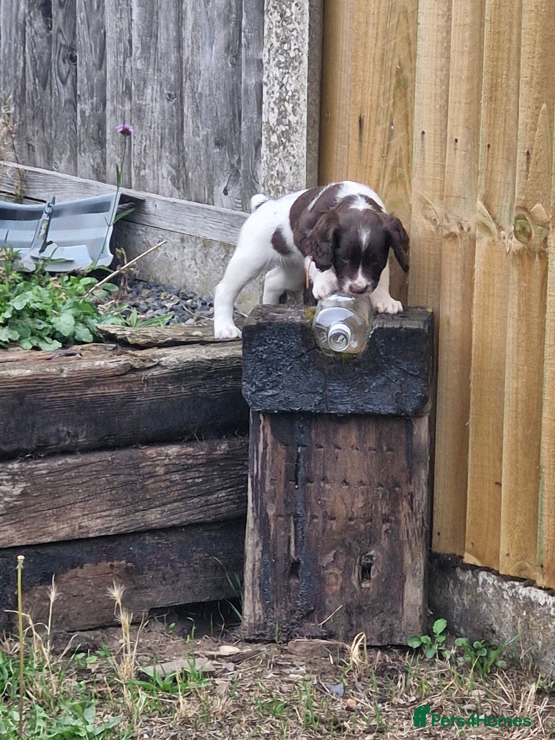 English Springer Spaniel dogs for sale: KC registered English Springer Spaniel - Image 16
