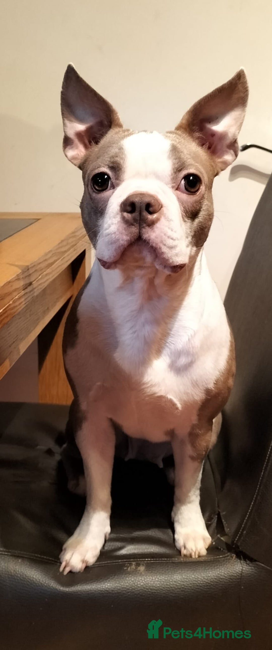 Boston Terrier dogs for sale: Rare Merle Champagne Boston Terriers - Image 2