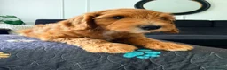 Australian Labradoodle dogs for sale: READY TO GO Australian Labradoodle x Cockapoo Pupp - Advert 10