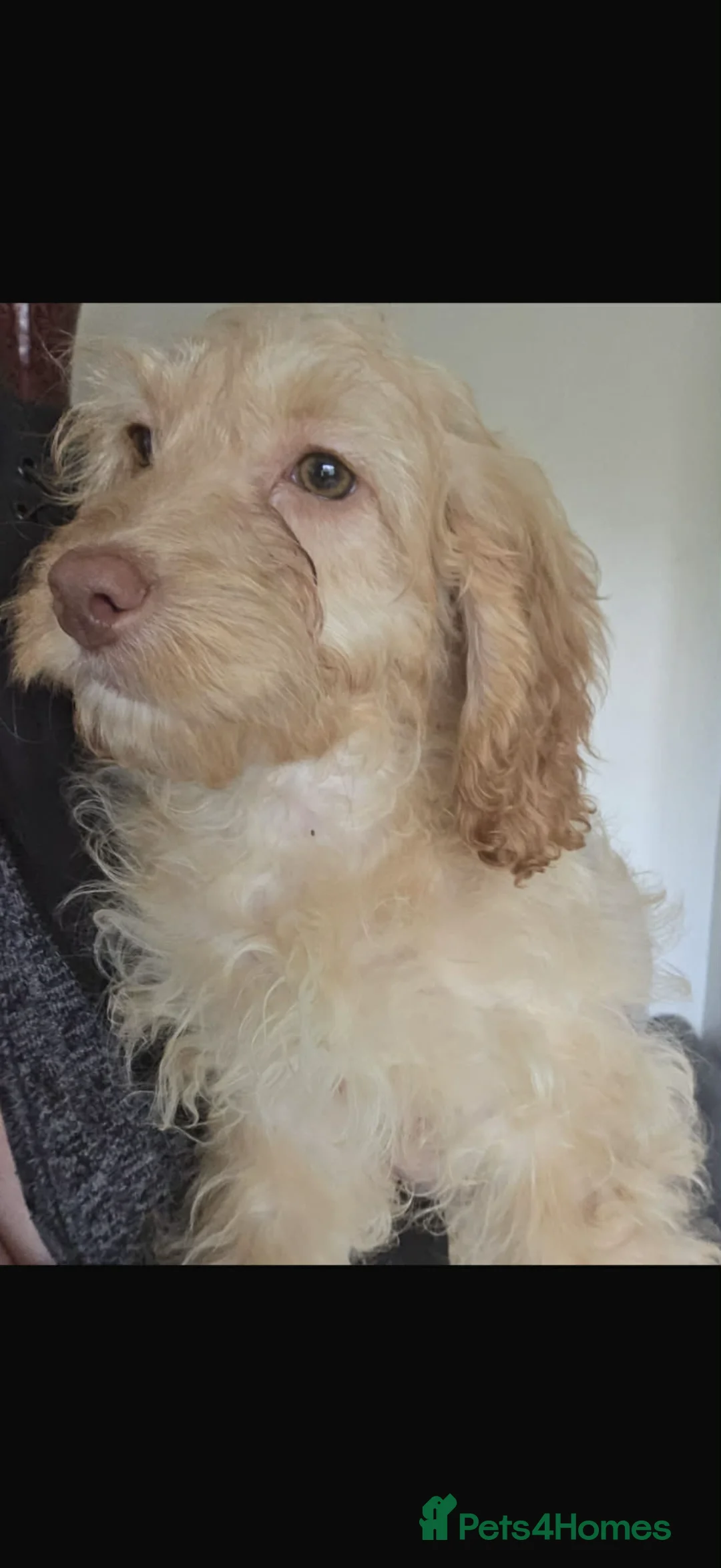 Cockapoo dogs for sale: Adorable cockapoo - Advert 6