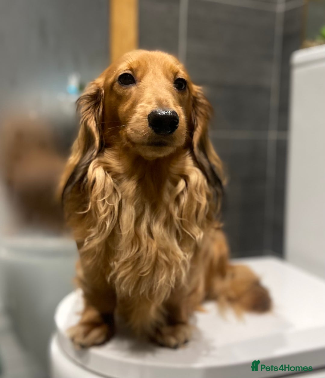 Miniature Dachshund dogs for sale: Beautiful Pedigree KC Reg Mini Longhair Dachshunds - Advert 26