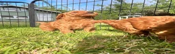 Miniature Poodle dogs for sale: KC Registered & Health checked Min. Poodle Puppies - Advert 6