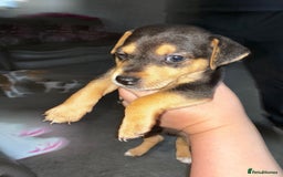 Jack Russell dogs for sale: Jack Russell’s looking for forever homes - Image 8