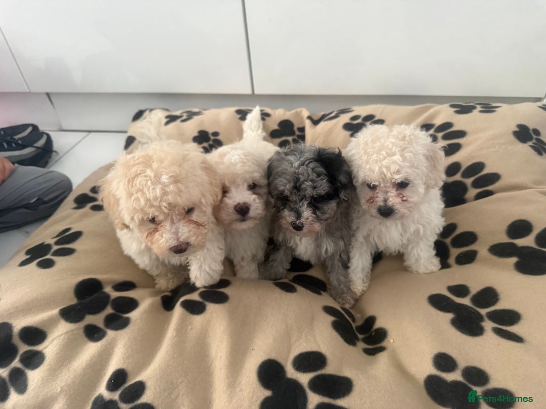 Poochon dogs for sale: Poochon puppies ready to go - Advert 6