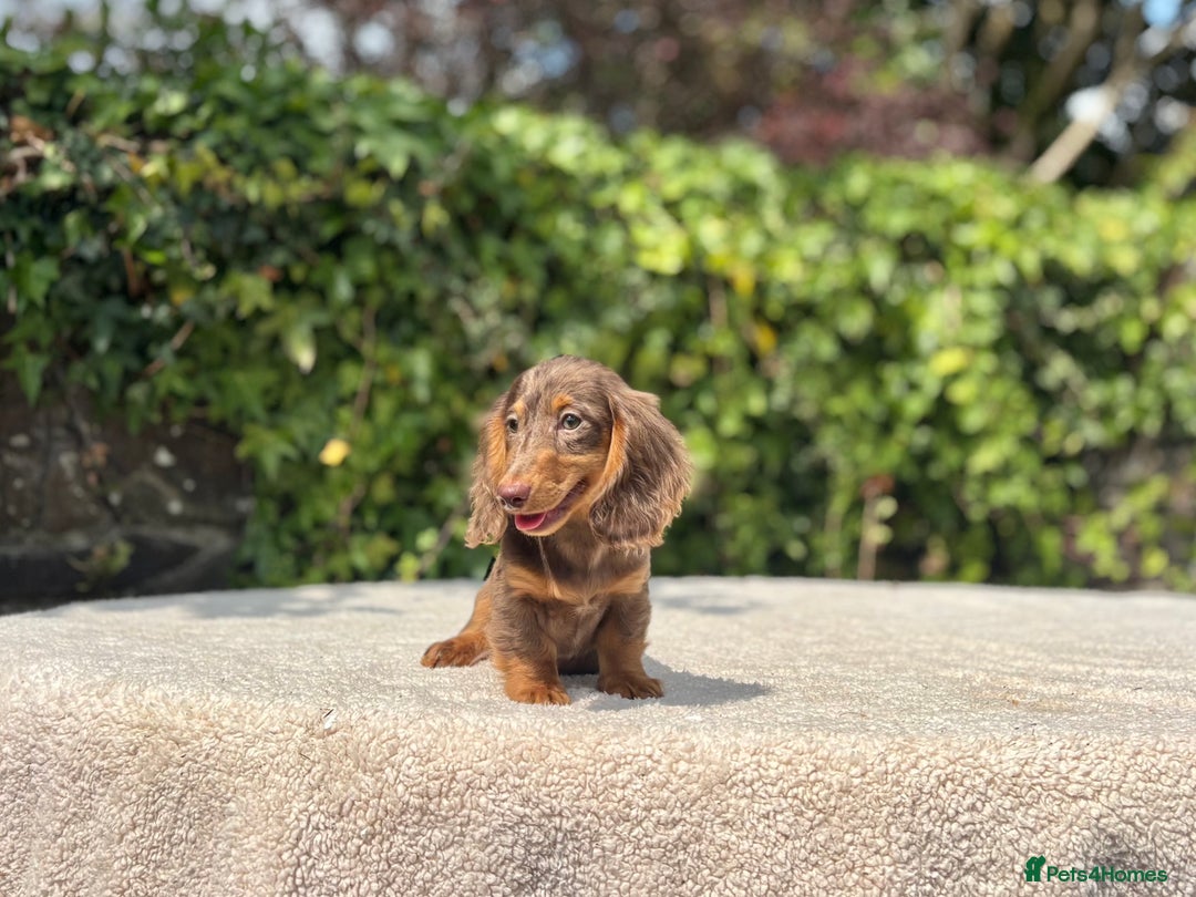 Miniature Dachshund dogs for sale: Long Haired Miniature Dachshunds - READY NOW! - Image 16