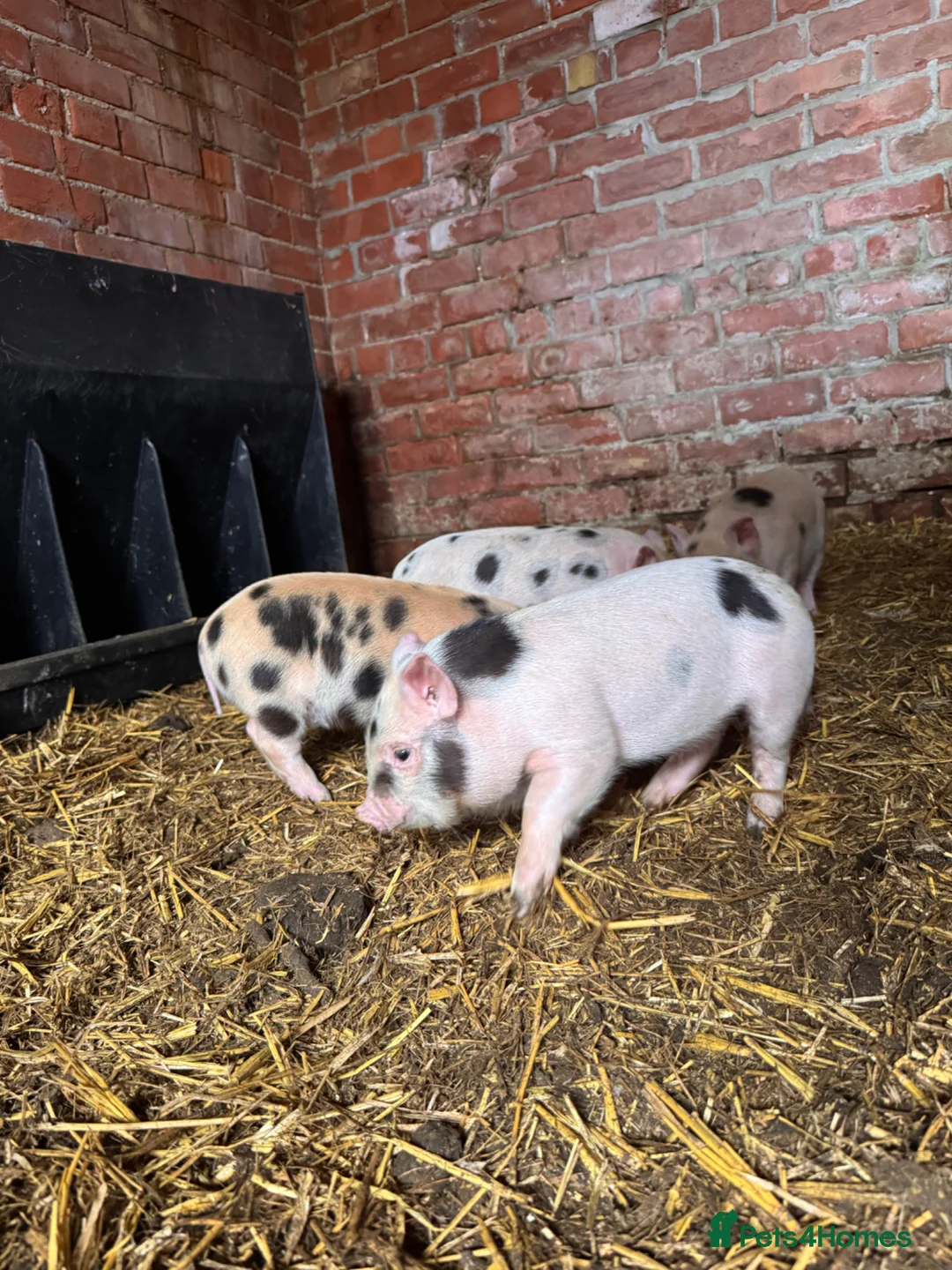 Pig livestock for sale: 3 x micro piglets available  - Advert 2