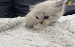 Ragdoll cats for sale: Ragdolls  - Image 9