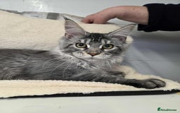 Maine Coon cats for sale: Devon - Image 3