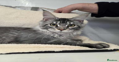 Maine Coon cats - Advert 9