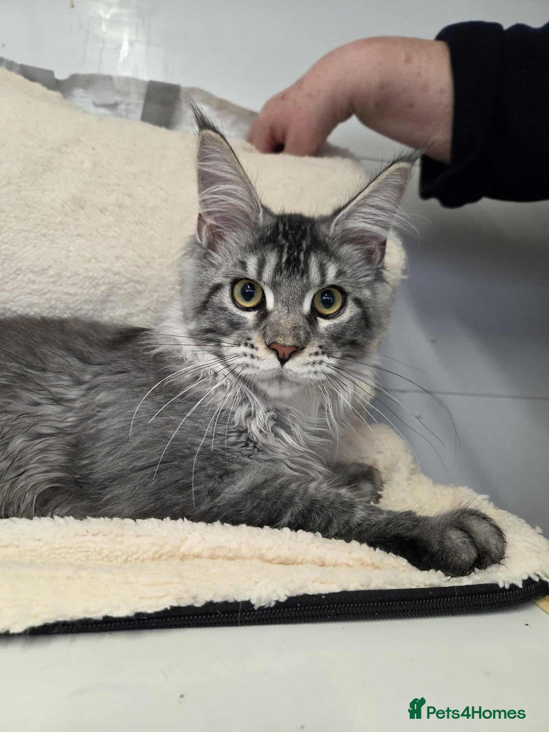 Maine Coon cats for sale: Devon - Image 3