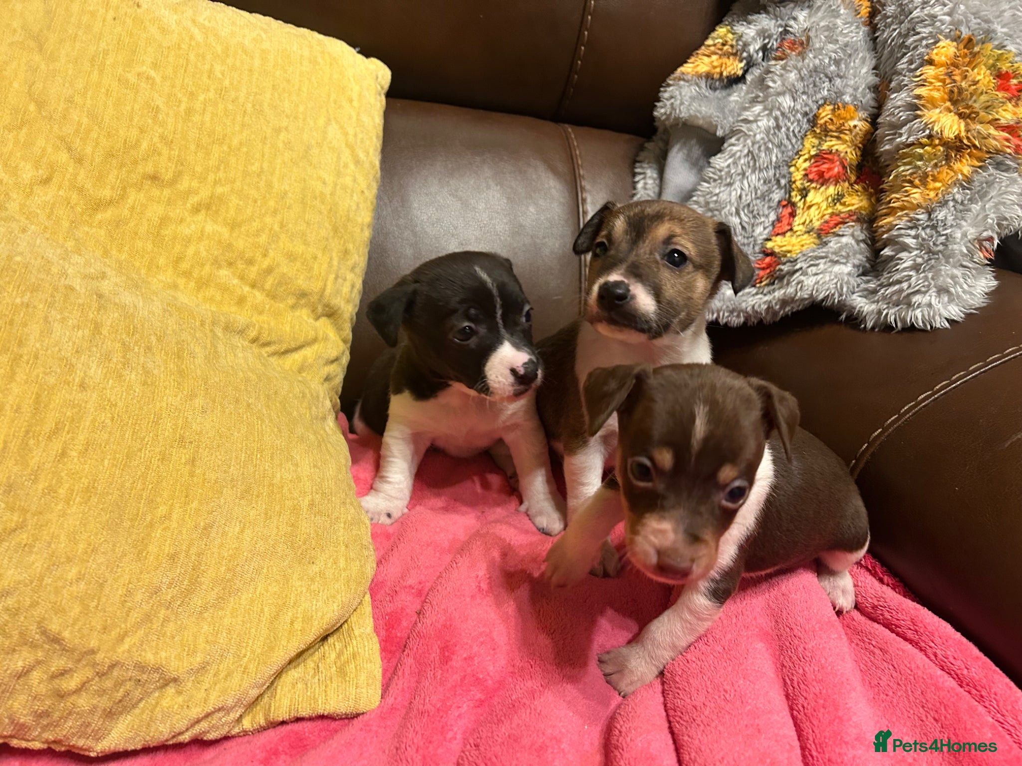 Jack Russell dogs Jack Russell puppies ready now - Advert 1