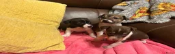 Jack Russell dogs for sale: Jack Russell puppies ready now - Advert 1