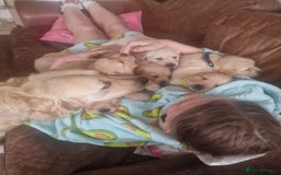 Golden Retriever dogs for sale: 🦮 two beautiful boys available  ❤️❤️ in Aberystwyth - Image 28