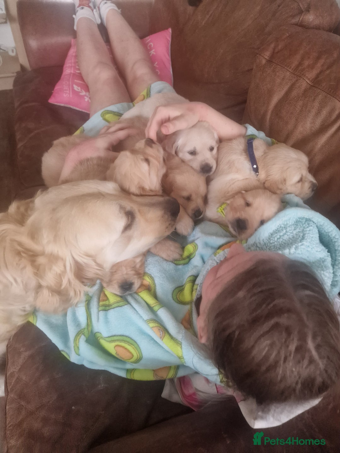 Golden Retriever dogs for sale: 🦮 two beautiful boys available  ❤️❤️ in Aberystwyth - Image 28