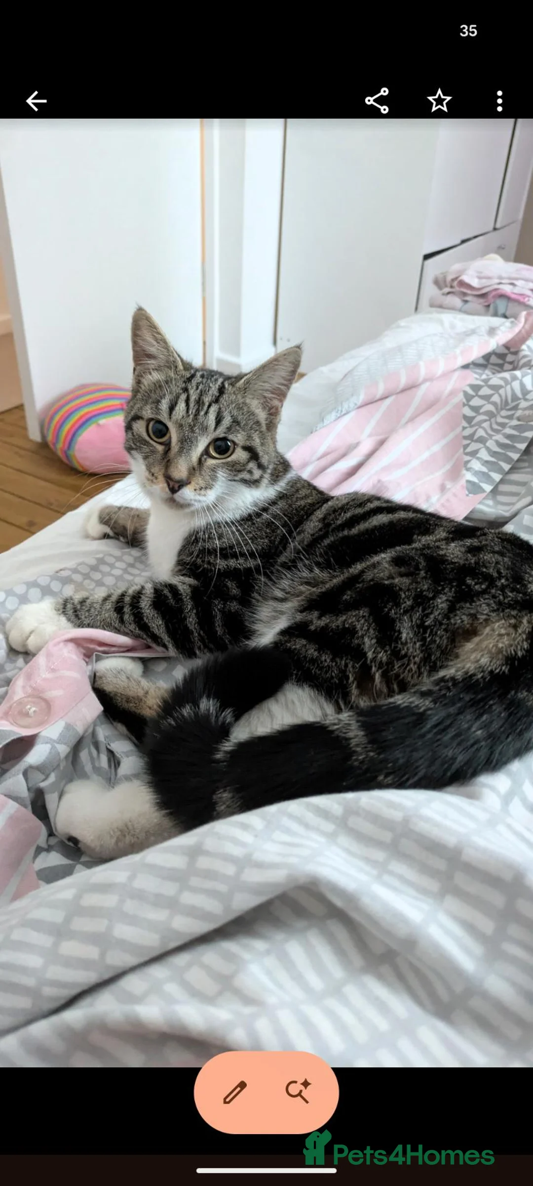 Mixed Breed cats for sale: Tabby cat  - Advert 4
