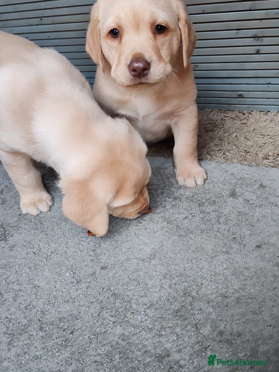 Labrador Retriever dogs for sale:  Ready for Their Forever Homes - Advert 2