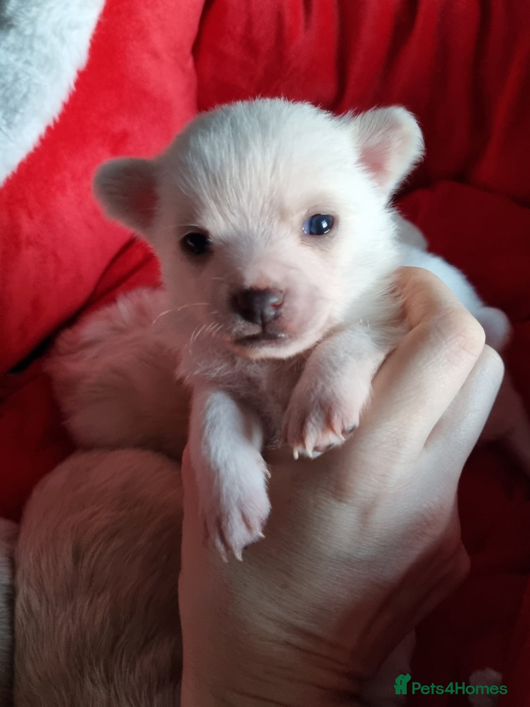Pomchi dogs for sale: Adorable Pomchi Puppies - Viewings now welcome - Advert 13