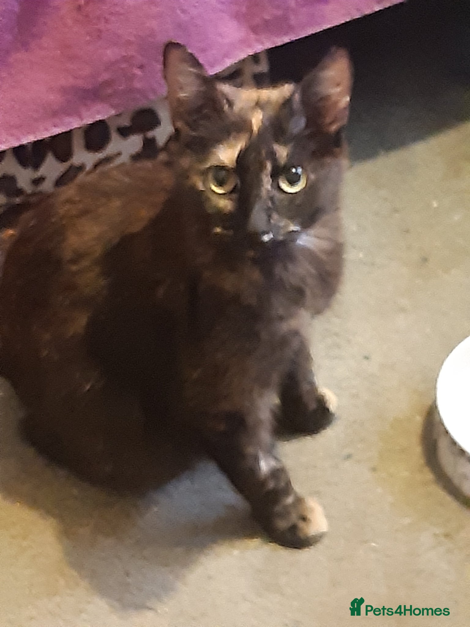 Mixed Breed cats for adoption: Rescue cats for adoption in Potters Bar - Advert 1