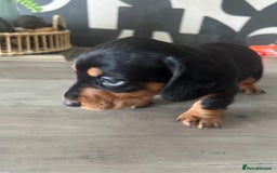 Dachshund dogs for sale: Miniature dachshunds  - Image 13